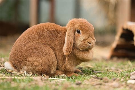 Tout savoir sur le Lapin Bélier et Nain Bélier : Alimentation, soins ...