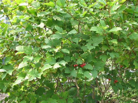 American Cranberry Bush | Vibrant Viburnum for Your Garden