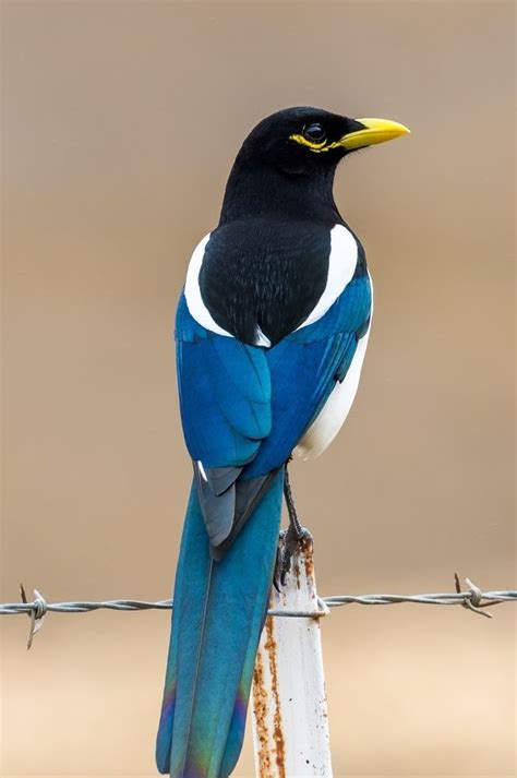 Yellow-billed Magpie, found only in California | Kleurrijke vogels ...