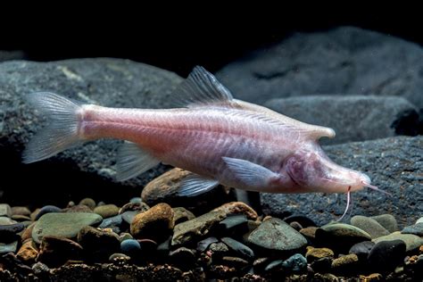 New cave fish found (Sinocyclocheilus longicornus) : r/TheDepthsBelow