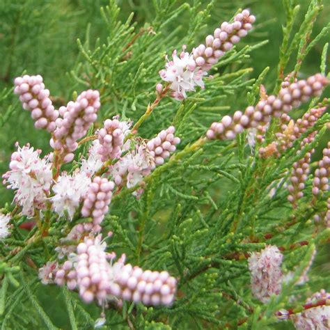 Tamarisk - planting, pruning, and care