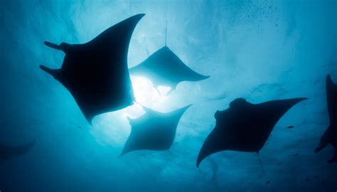 Very Rare Pink Manta Ray Photographed Swimming Near the Great Barrier ...