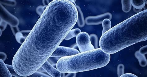 Shigella Outbreak in Kerala: How It Spreads? What’re the Symptoms?