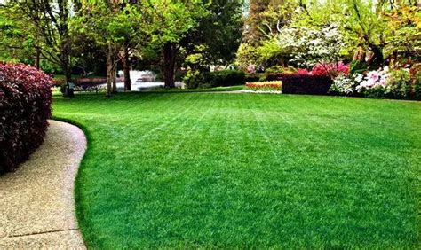 A Proven Process to Create a Beautiful Green Lawn In Colorado