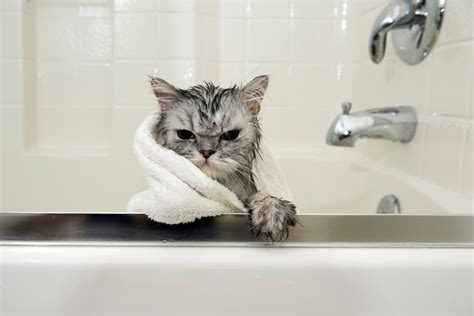 Can Cats Swim? Everything Cat Owners Need to Know I Discerning Cat