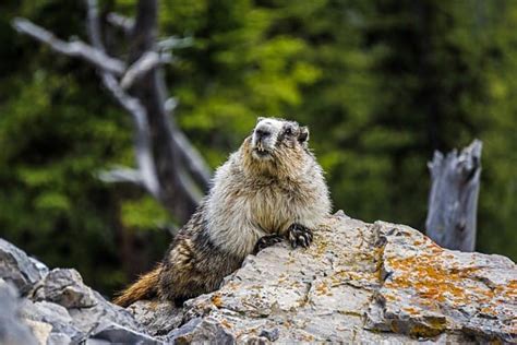 Hoary Marmot l Extremely Large Rodent - Our Breathing Planet