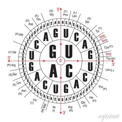 Rna codons chart for amino acids sequences. the genetic codon wall ...