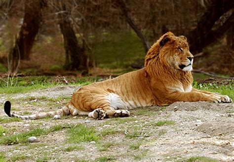 Liger - Hybrid Big Cats Our Planet / 18 facts about ligers, the largest hybrid cat in the world ...