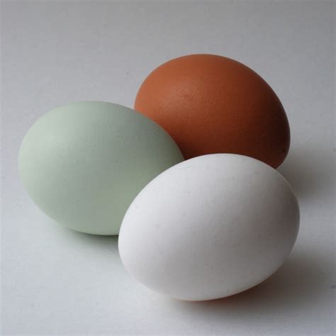 Find A Blue Chicken Egg? Congrats, Your Chicken Has A Virus