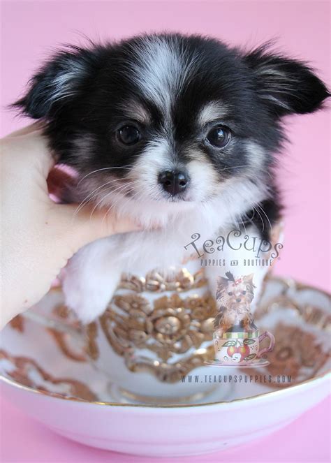 Long Haired Teacup Chihuahua Puppies For Sale In Sc - Pets Lovers