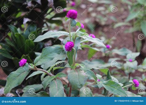 Nyctaginaceae, the Four O`clock Family Flower from Indonesia Stock Image - Image of addition ...