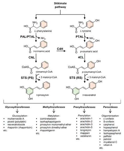 Stilbene Biosynthesis | Encyclopedia MDPI