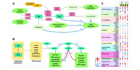 | Tryptophan metabolism. (A) Schematic showing key features of ...