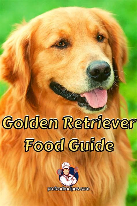 Golden Retriever Food Guide