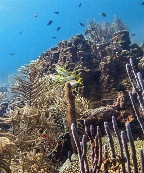 11 Of The Best Dive Sites in Bonaire - Caribbean | Bonaire, Caribbean diving, Diving