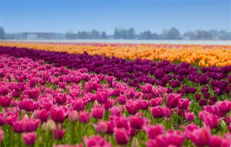 Enjoy colorful tulip routes in Flevoland | Heavenly Holland