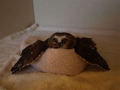 cute owl enjoys sleeping on a towel | Cute animals, Funny animals, Animals