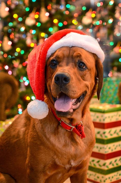 Photos: Dogs Wearing Santa Claus Hats Celebrate Christmas - Paperblog