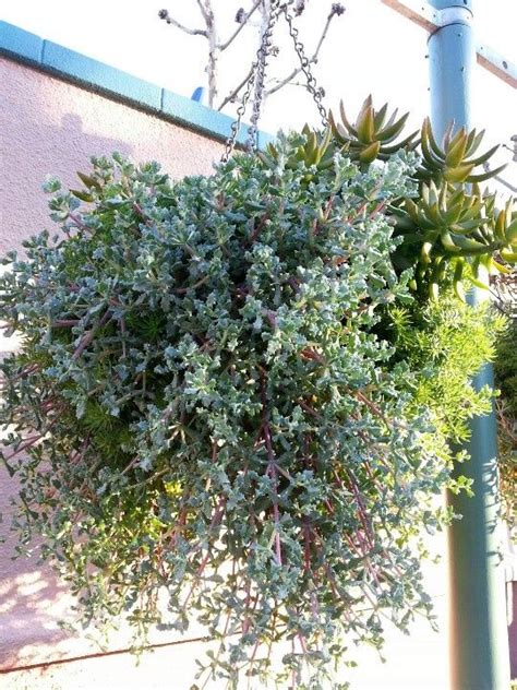 Sedum hanging basket | Diy container gardening, Hanging baskets ...