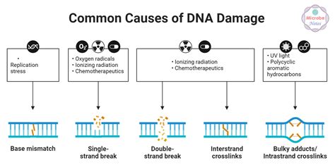 DNA Damage and DNA Repair: Types and Mechanism