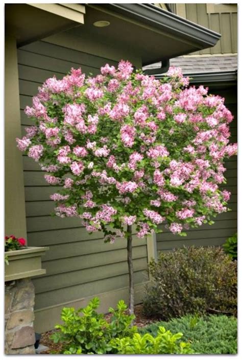 Dwarf Korean LILAC tree. Red purple buds that open to fragrant pale lilac flowers. Bonus ...