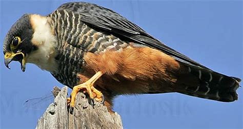 Bat Falcon - Dark Hooded Bat Predator | Animal Pictures and Facts | FactZoo.com