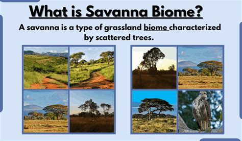 Savanna Biome-Characteristics, Types, Location, Climate, and Examples