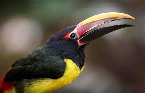 Beautiful Creatures - 10 Rare Toucan Species