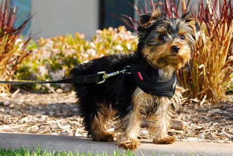 Yorkshire Terrier - My Doggy Rocks