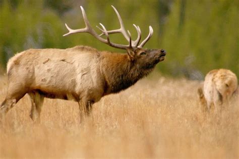 Elk Herd Enjoys Winter Day on a Golf Course in Loveland