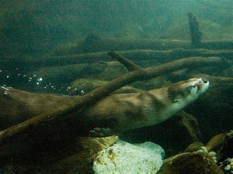 River Otter Underwater