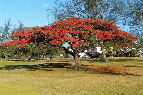 Flamboyant - most colourful tree in the world? secretbarbados.com