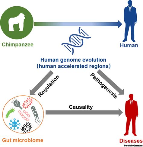 The gut microbiota links disease to human genome evolution: Trends in Genetics