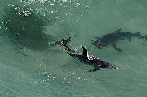 Two Monster Sharks Are Eating Dolphins And Closing Australian Beaches