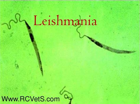 Leishmania