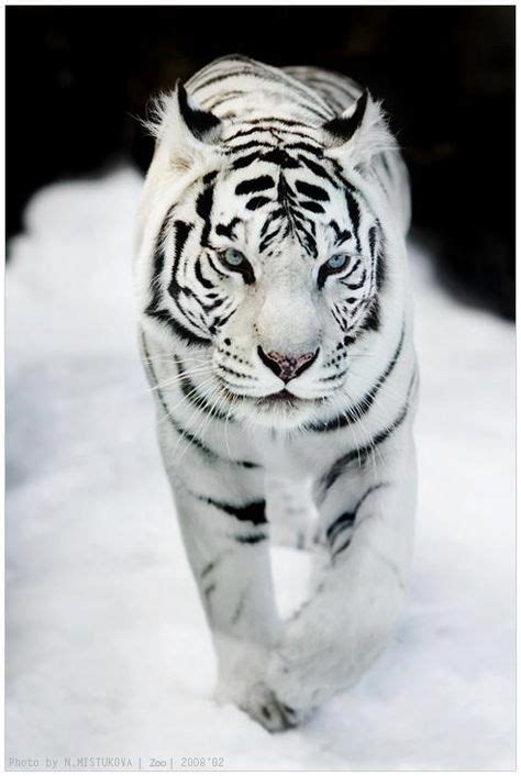 33 Best Black tiger cub rare images in 2019 | Big cats, Black tigers, Black animals