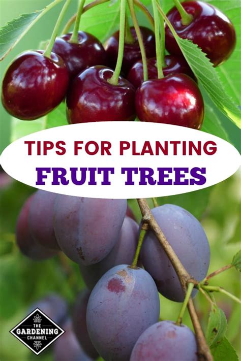 Tips for Planting Fruit Trees - Gardening Channel