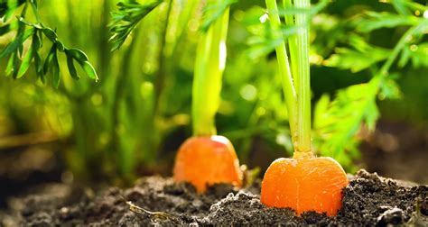 How To Plant Carrot Seeds In Garden | Storables