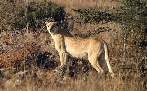 Rare Spotless Cheetah Sighted in Kenya - Kenya Geographic