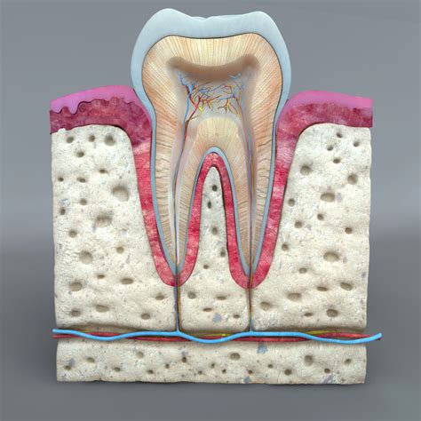 Tooth Anatomy 3d Models | Hot Sex Picture