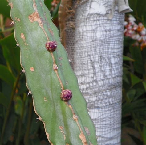 Hylocereus ocamponis red flesh Dragon Fruit variety from Spicy Exotics