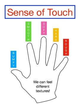 Sense Of Touch - Five Senses by Little Learners Preschool | TPT