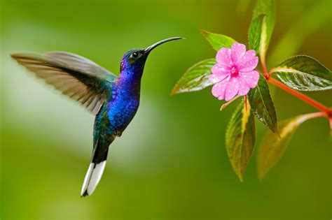 Hummingbird flight could be mimicked by aerial vehicles - Earth.com