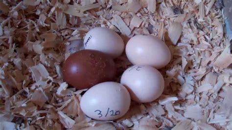 Our First Hatching Chicken Egg | Doovi