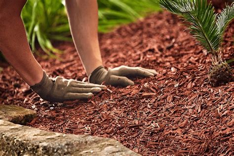 5 Best Garden Soil to Help Your Plants Thrive | TheFragrantGarden