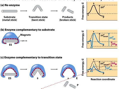 enzyme complementary to substrate vs transition state - The Student Room