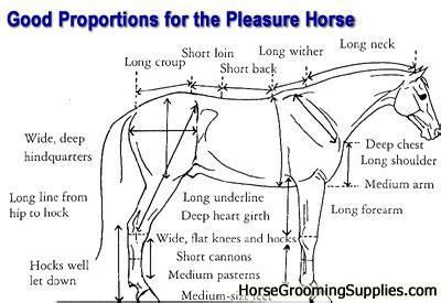 Horse Conformation in 2024 | Horse anatomy, Horse care, Dressage horses