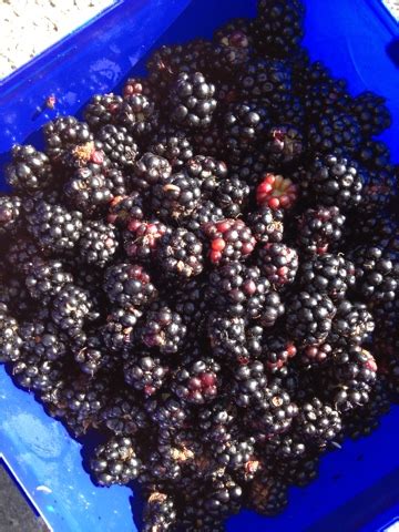 Make-do Mum: Preserving madness: Blackberries