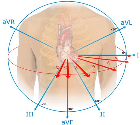 Figure A.11: ECG 12-lead viewpoints. There are six limb leads permit... | Download Scientific ...