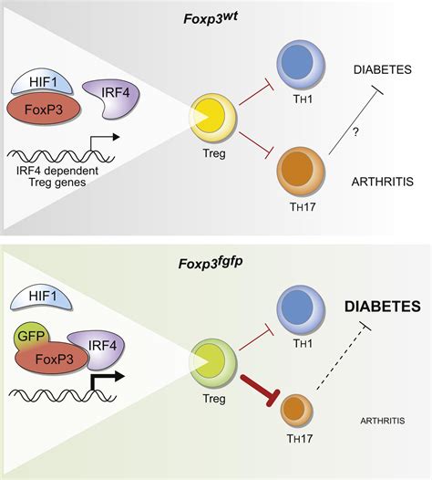 An N-Terminal Mutation of the Foxp3 Transcription Factor Alleviates Arthritis but Exacerbates ...